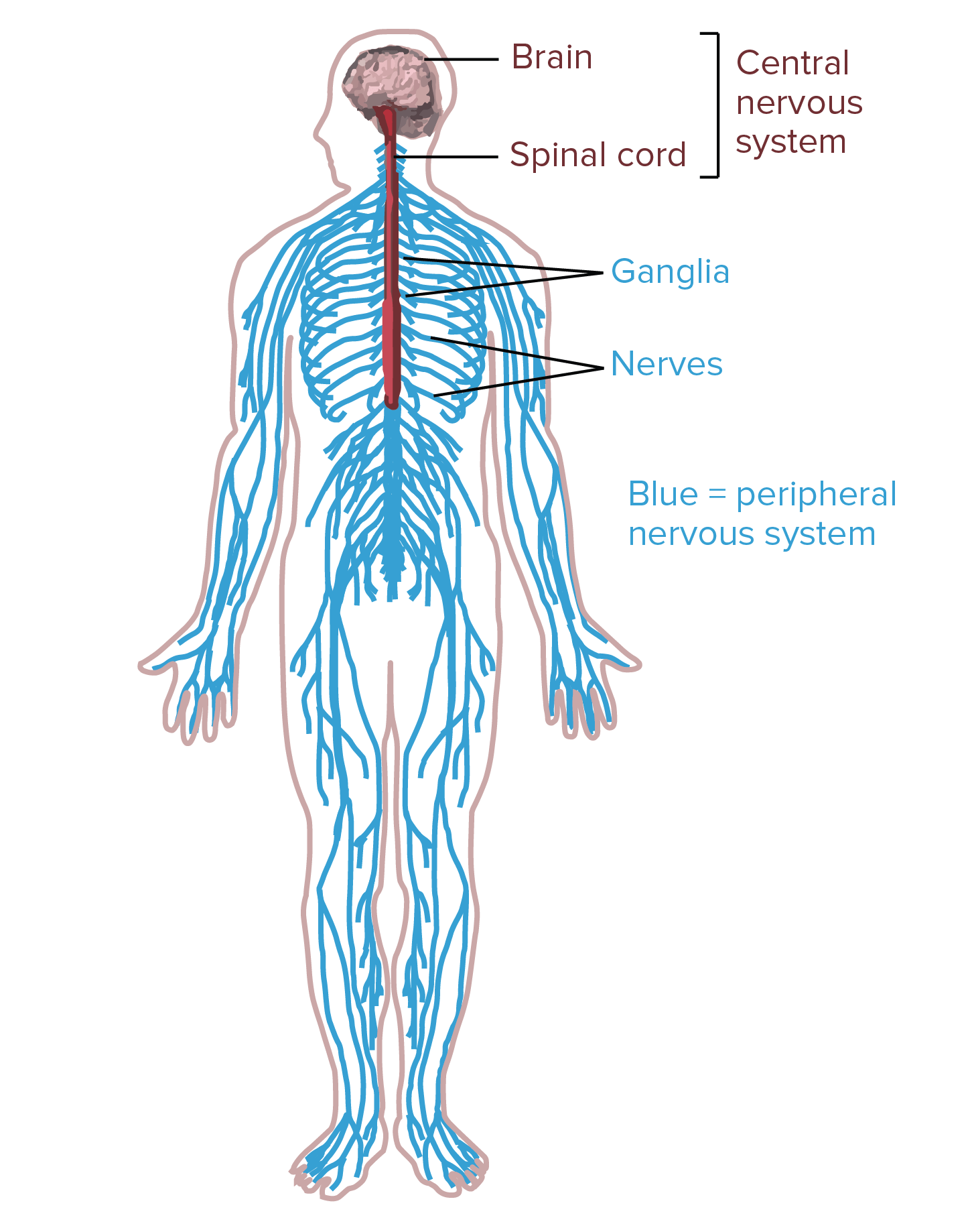 Nervous Systems | Organismal Biology