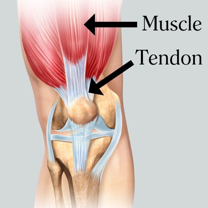 Which Stretches More Easily: Tendon or Muscle? — Jenni Rawlings ...